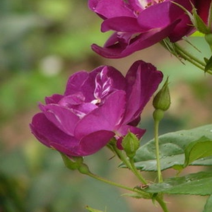 Rosa  Forever Royal - fioletowy  - róże rabatowe floribunda